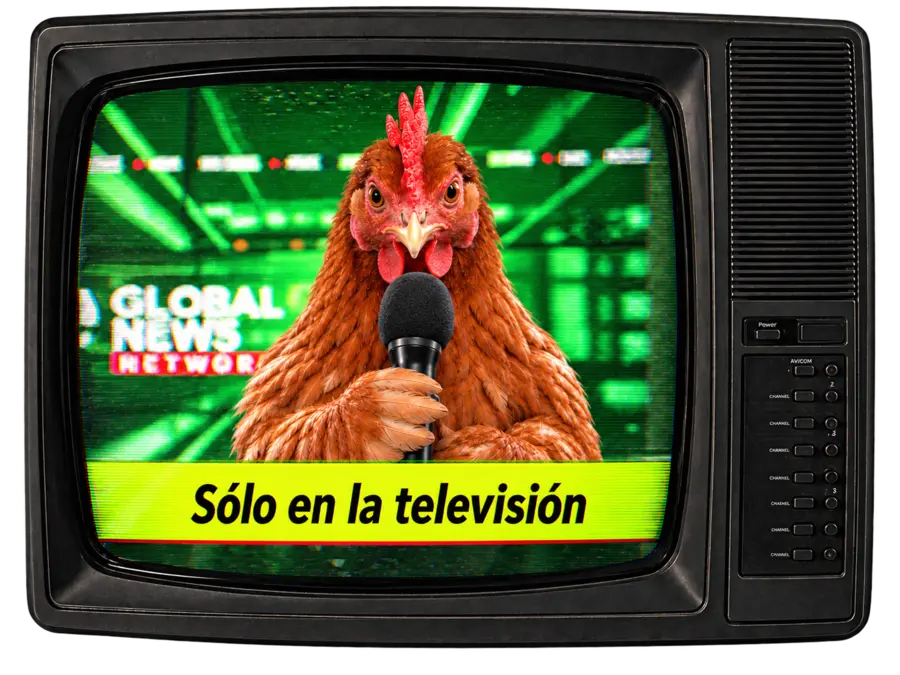 Televisión con una gallina presentando las noticias